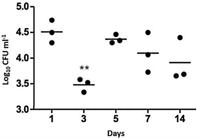 Selection of Staphylococcus aureus in a murine nasopharyngeal colonization model